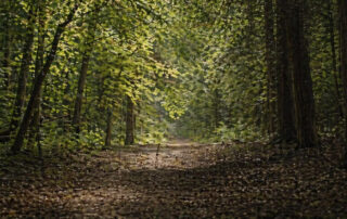 Serene woodland path through the trees